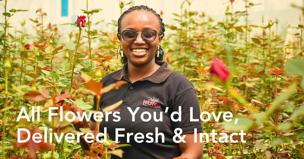 Wafex Kenya Is Your Ultimate Flower Sourcing and Logistics Partner