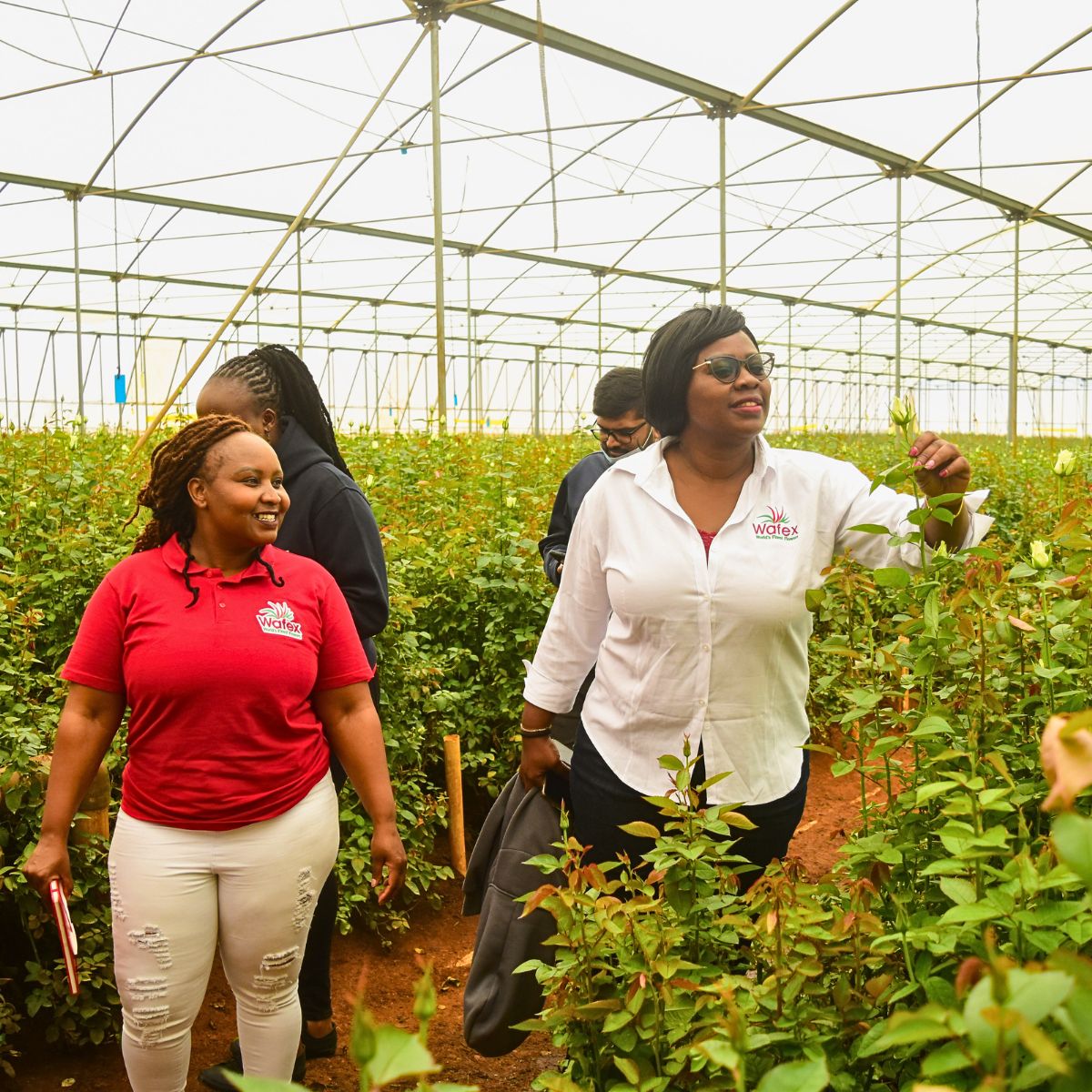 Wafex Kenya Guarantees a Hassle-Free Flower Sourcing and Logistics Experience