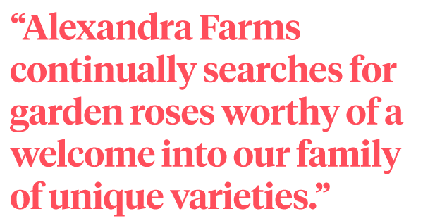 Alexandra Farms Introduces Nine New Garden Rose Varieties quote