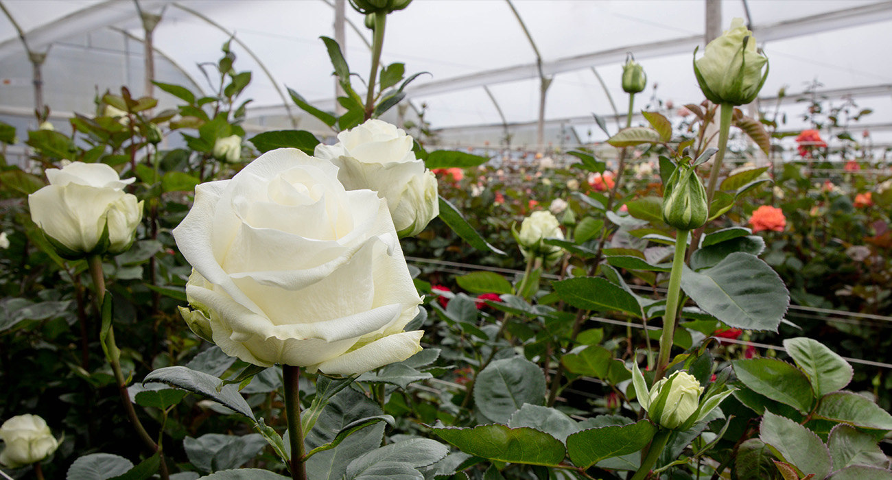 Rio Roses grower on Thursd header