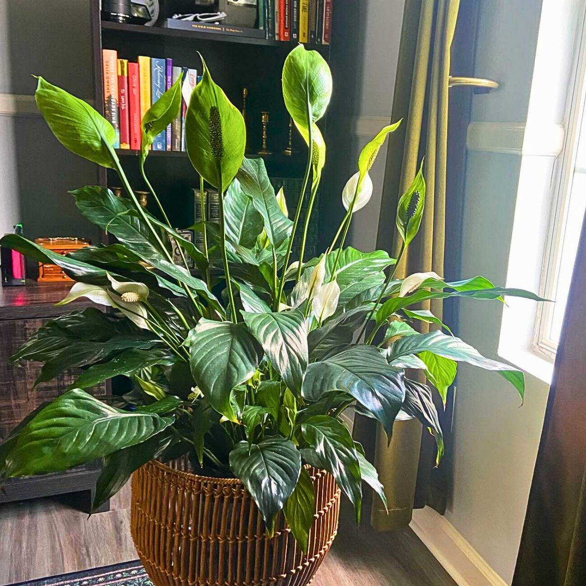 ​Top 10 Healthy Houseplants