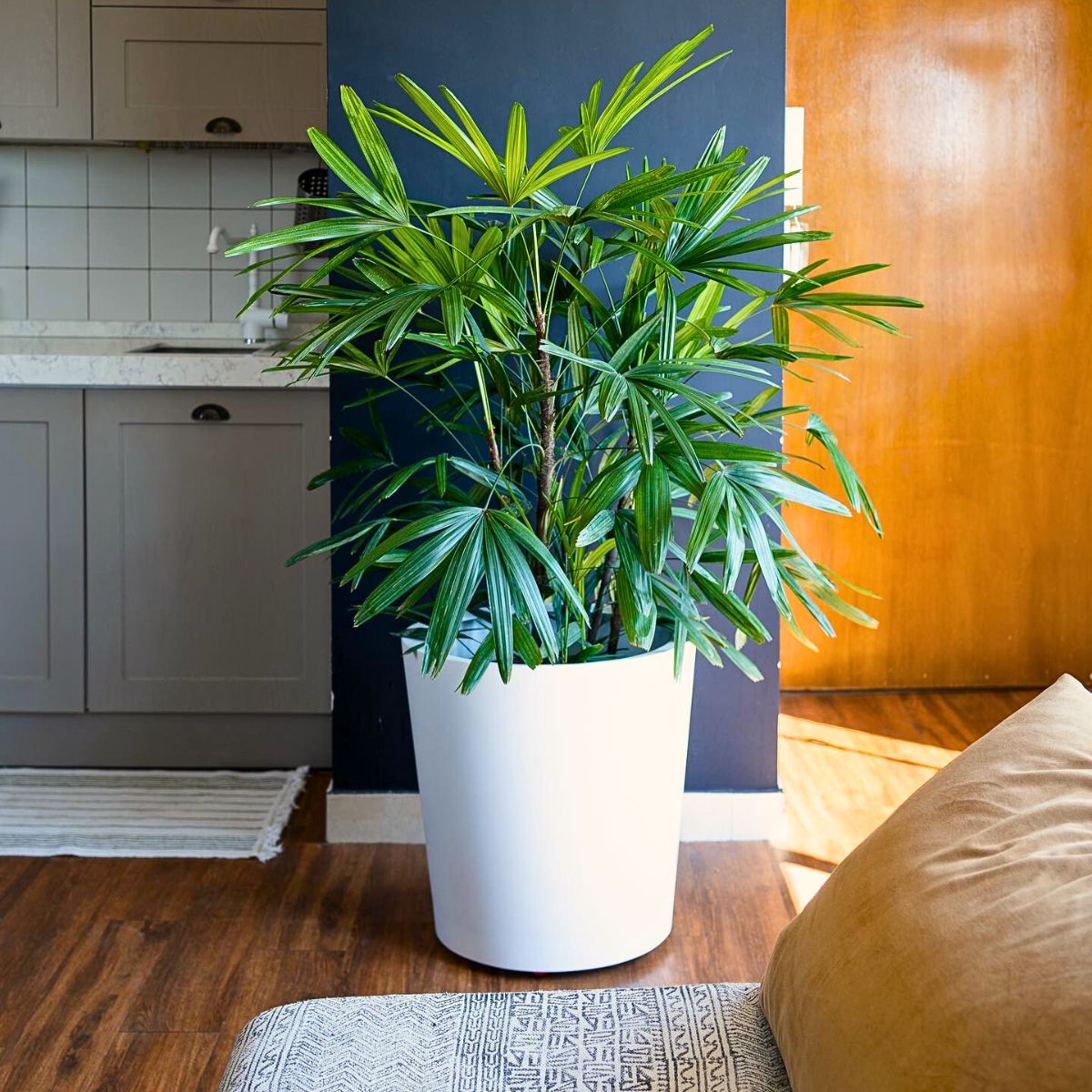 ​Top 10 Healthy Houseplants