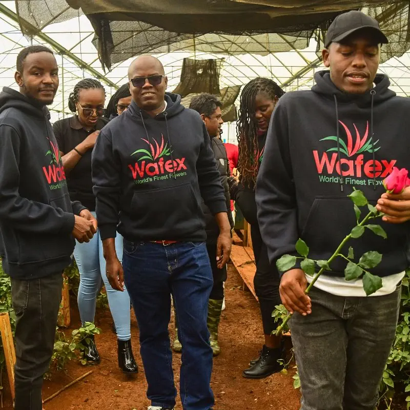 Wafex Kenya Is Your Ultimate Flower Sourcing and Logistics Partner