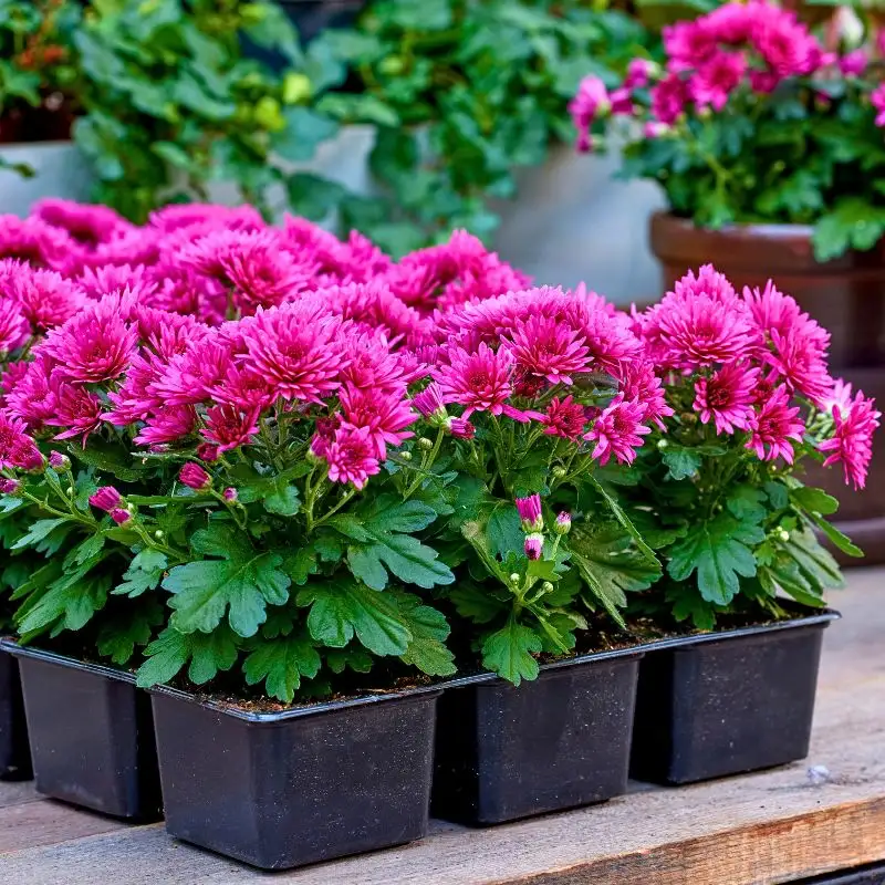 The Long-Lasting Colorful PaX Chrysanthemums From Royal Van Zanten in Your Patio or Garden