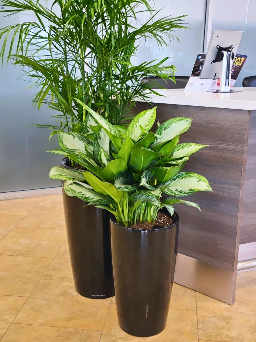 ​Improve Your Office Day With Plants and Flowers