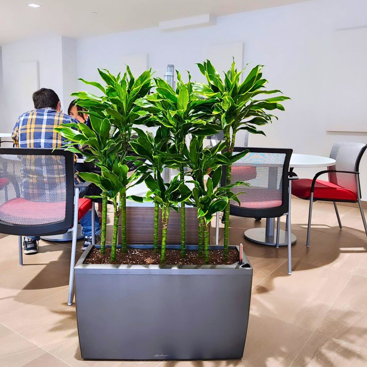 ​Improve Your Office Day With Plants and Flowers