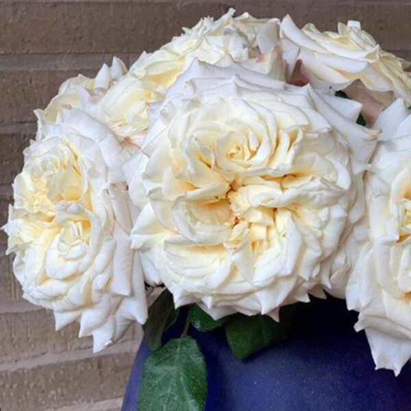 Alexandra Farms Introduces Nine New Garden Rose Varieties - White Ashley