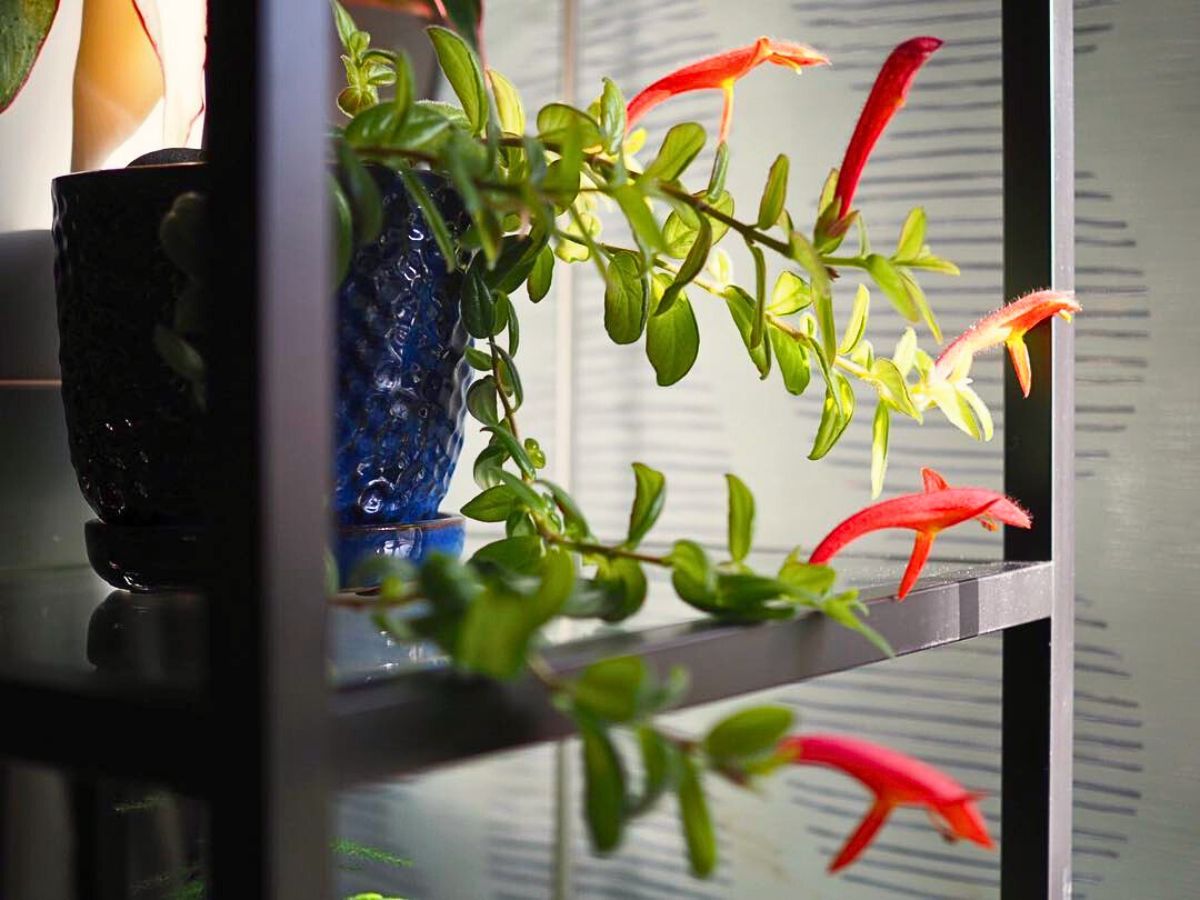 ​Improve Your Office Day With Plants and Flowers