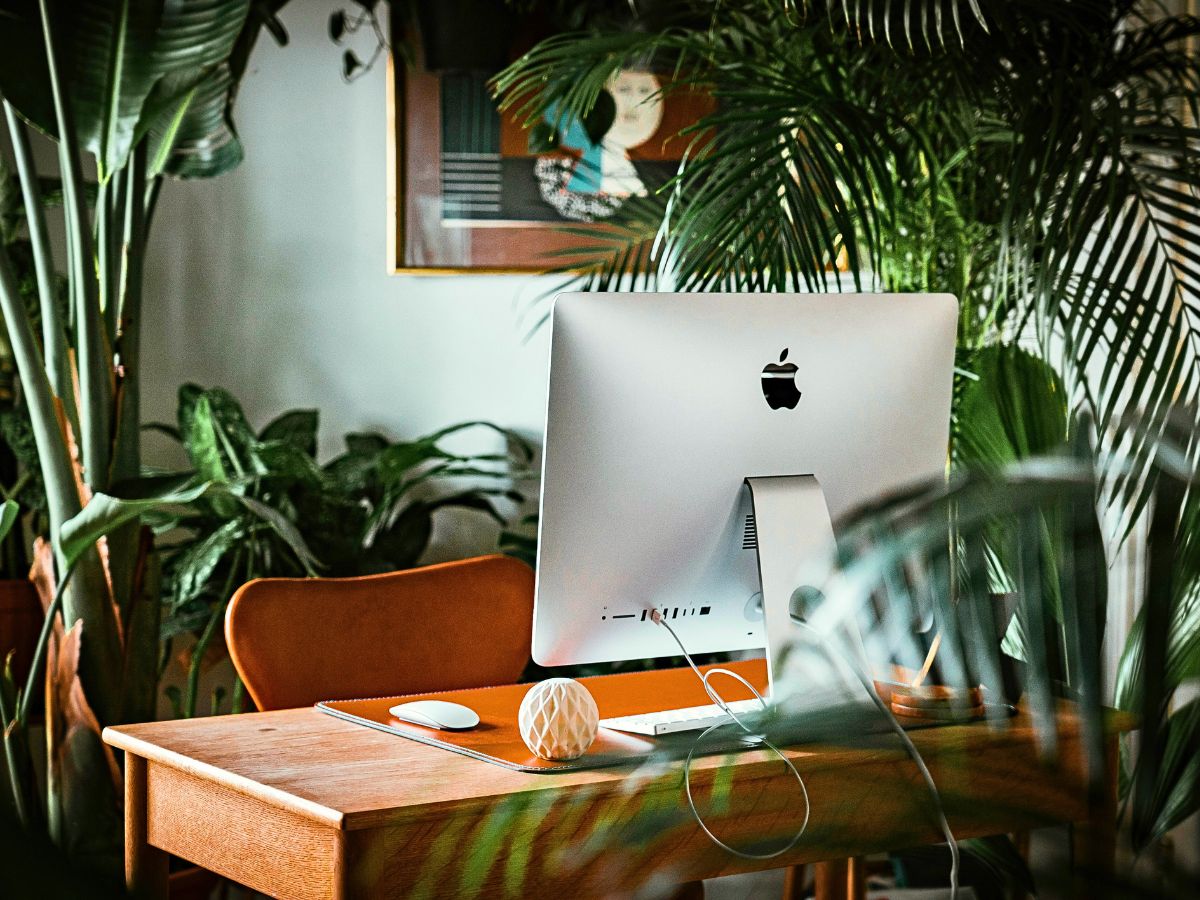 ​Improve Your Office Day With Plants and Flowers