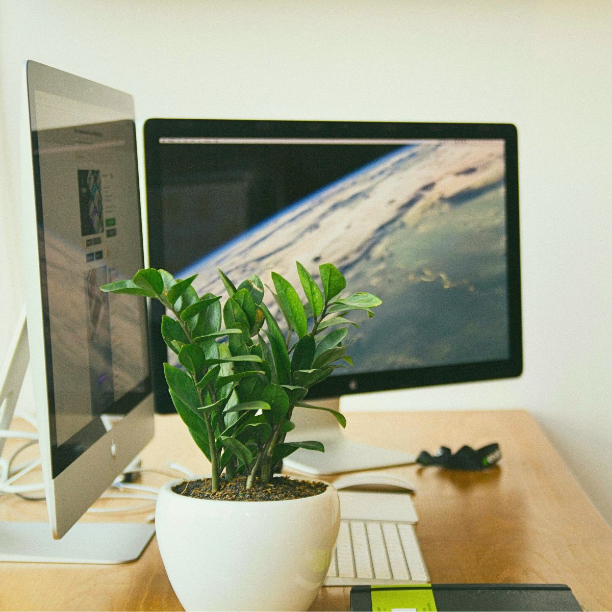 ​Improve Your Office Day With Plants and Flowers