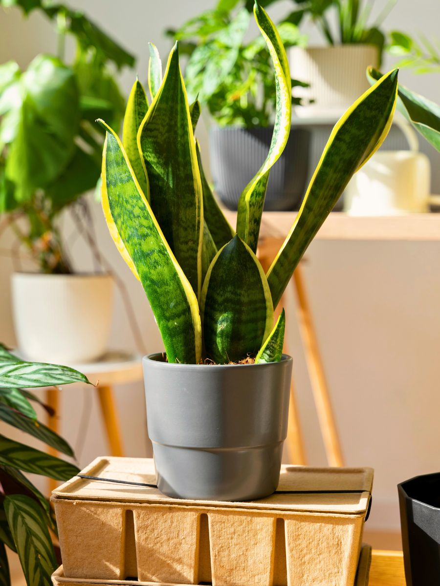 Top 10 Healthy Houseplants