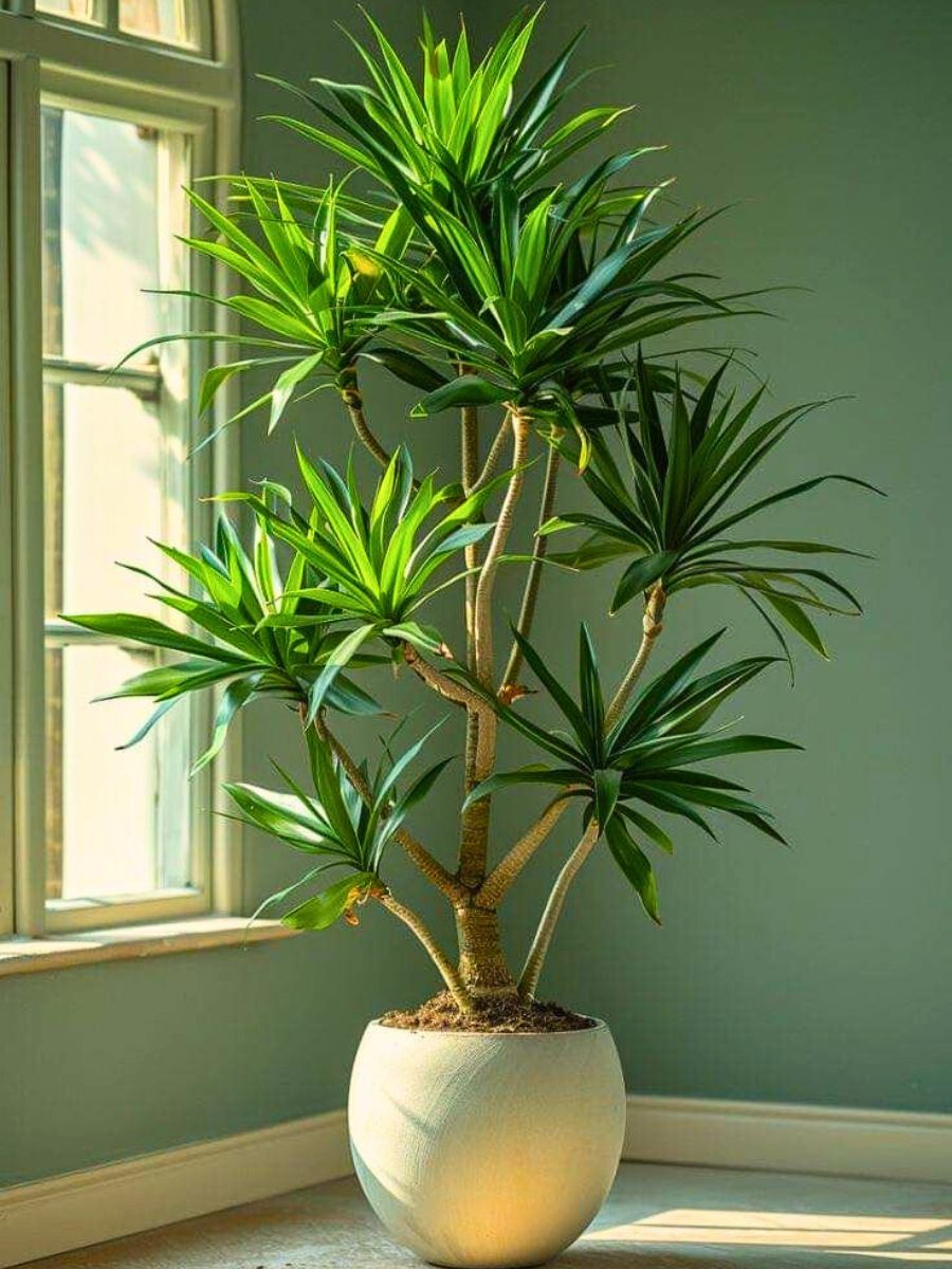 Top 10 Healthy Houseplants