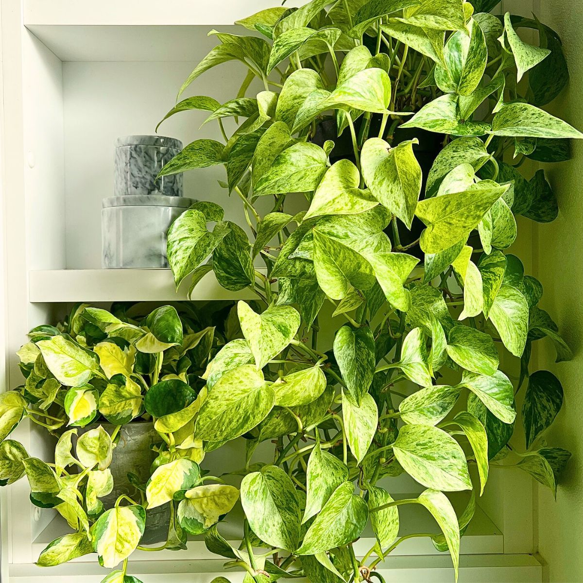 Top 10 Healthy Houseplants