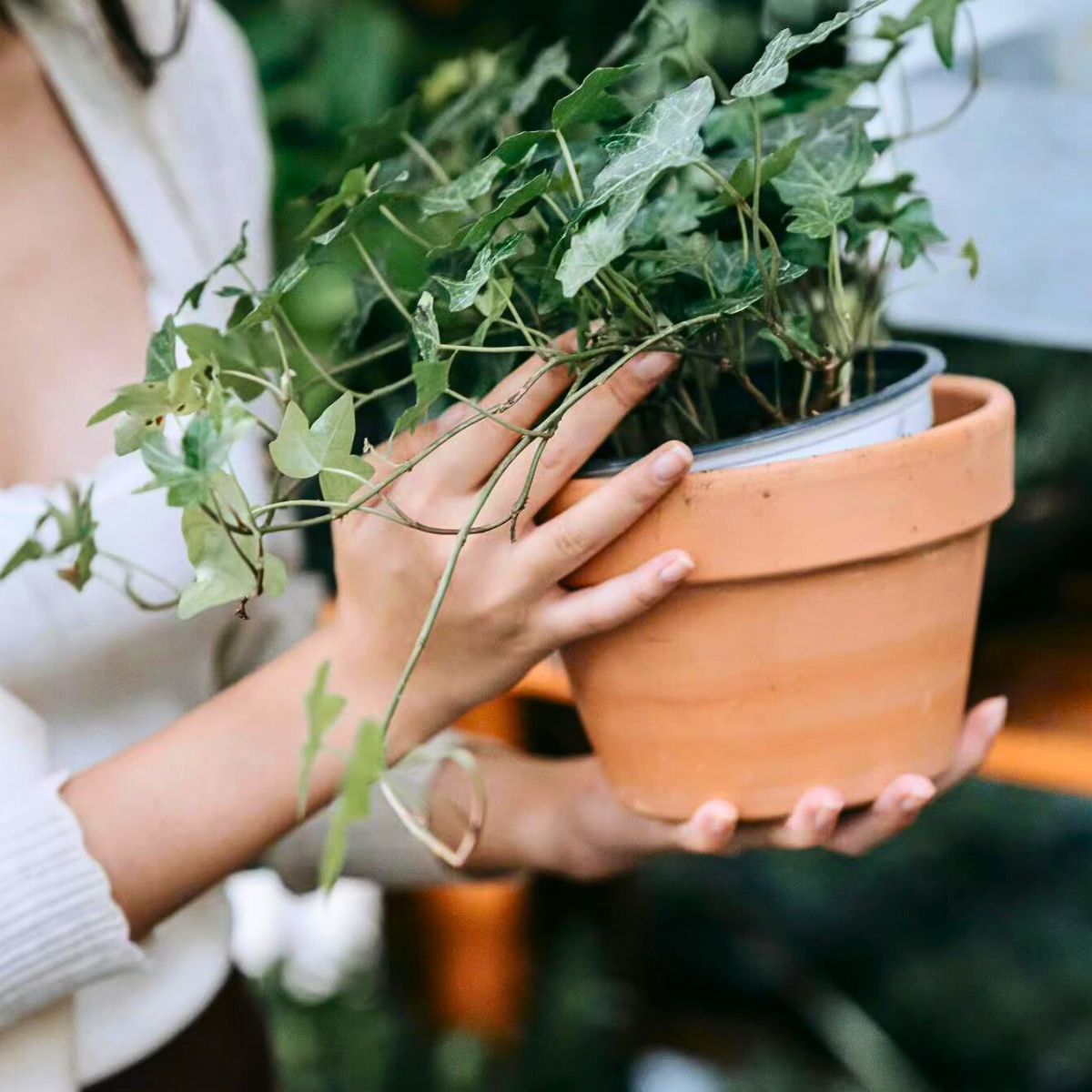 Top 10 Healthy Houseplants