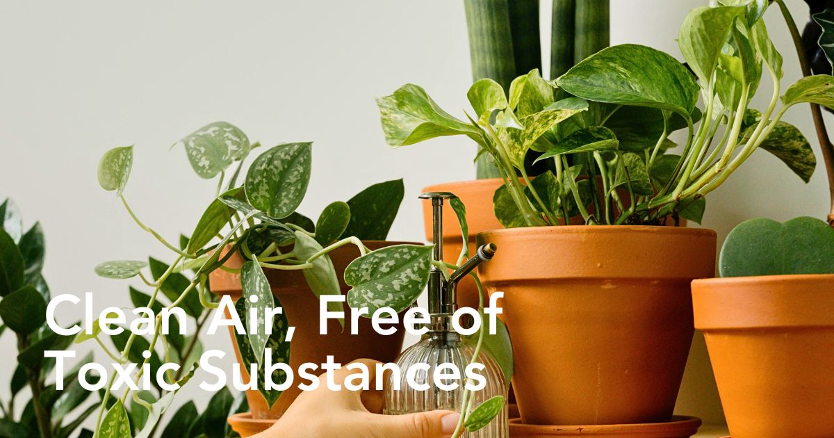 Top 10 Healthy Houseplants