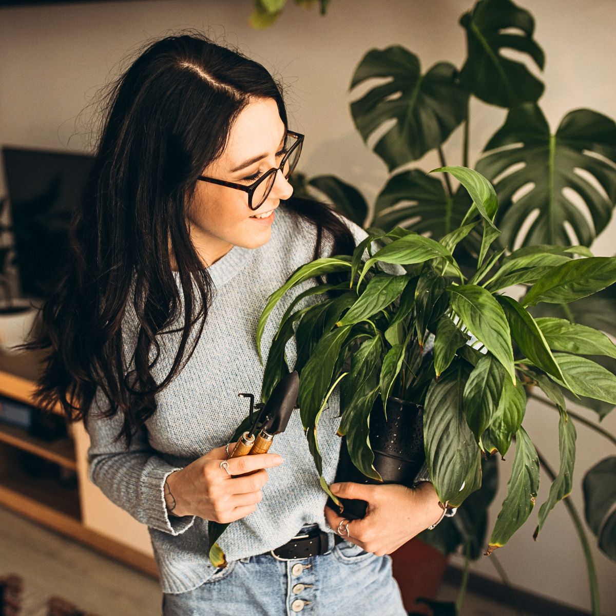 Top 10 Healthy Houseplants