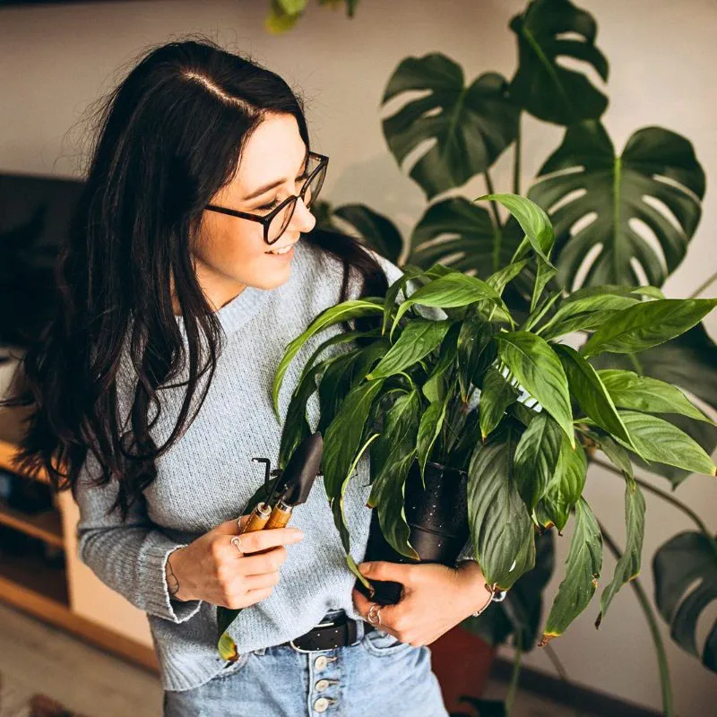 Houseplants are healthy square feature image