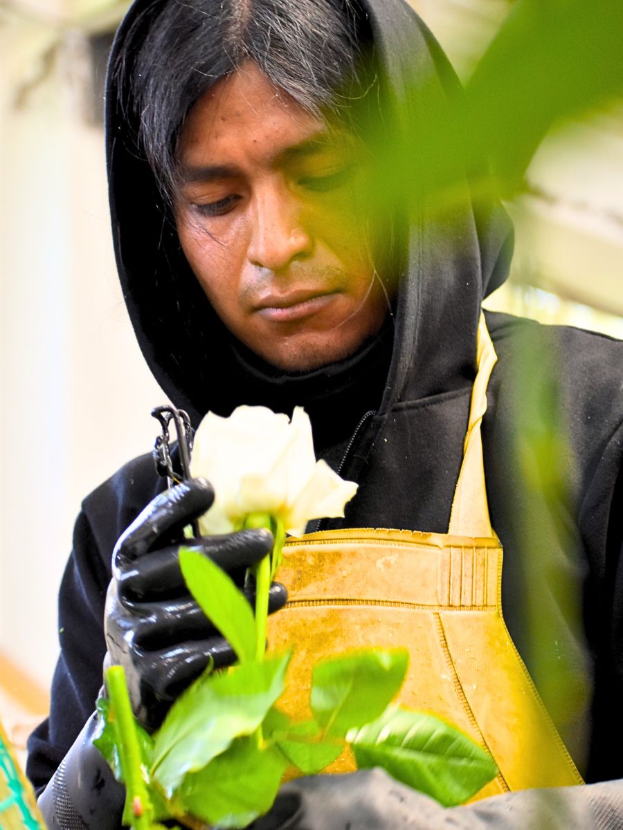 Reviewing quality of roses at Sunrite Farms Ecuador