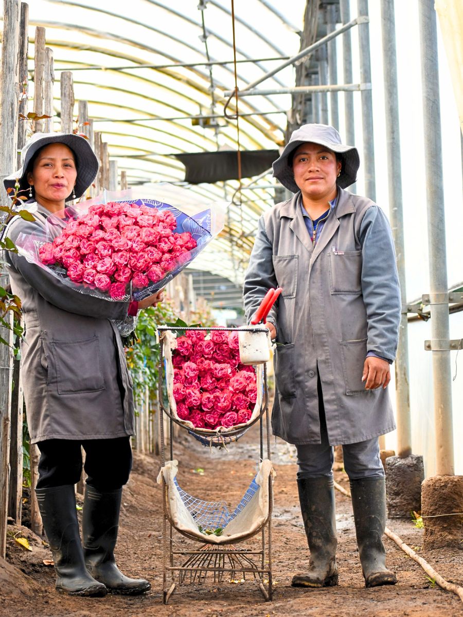 Sunrite roses in hot pink