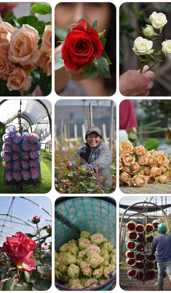 Collage of Sunrite roses and processes