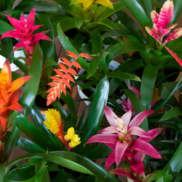 Mix and Match Bromeliads on Thursd