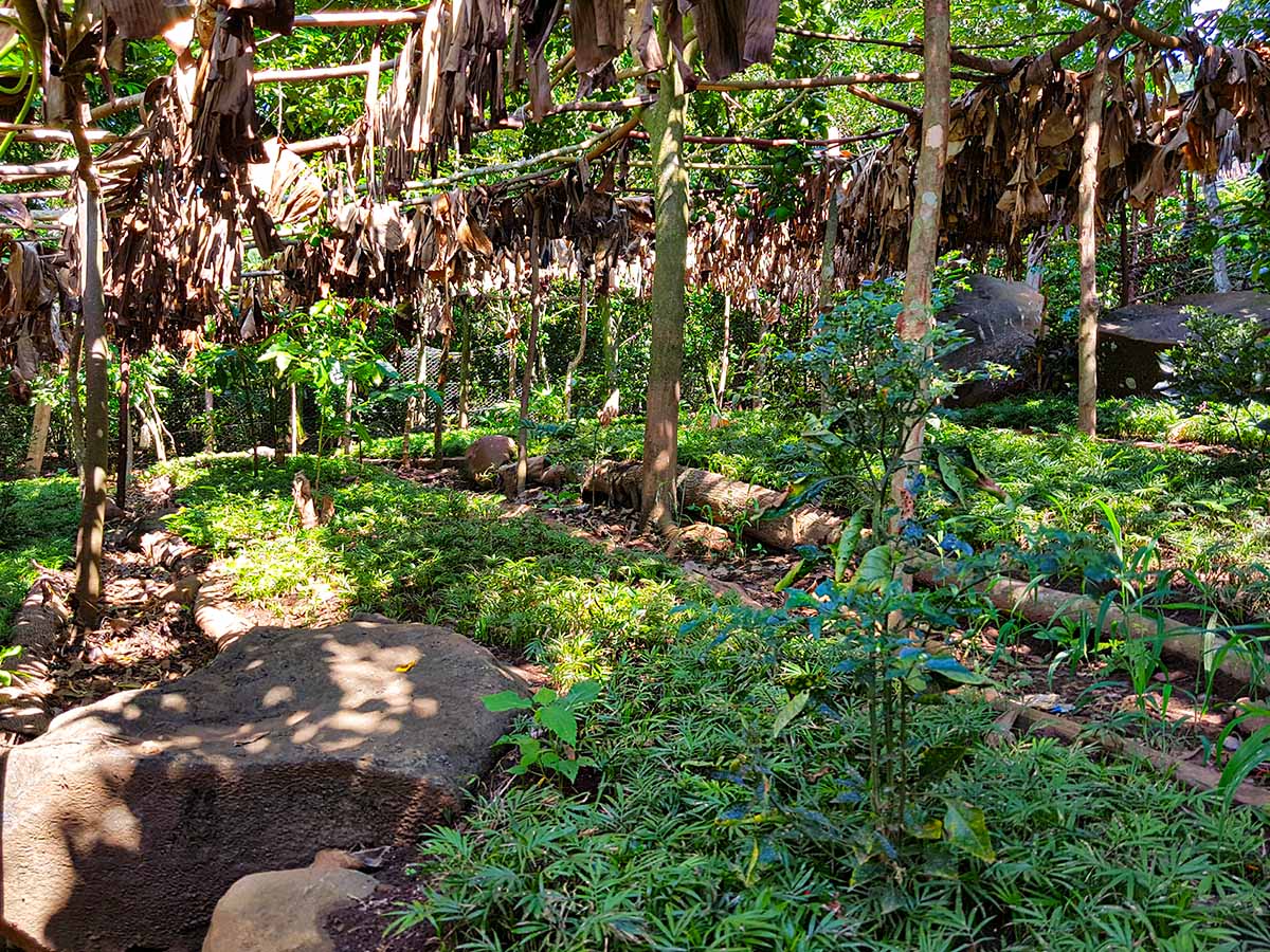 Chamaedorea plantation Mexico