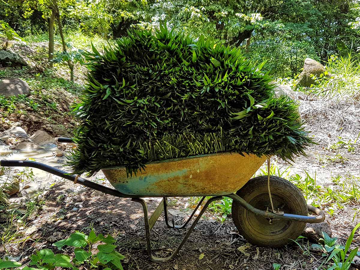 Chamaedorea harvest wheelbarrow