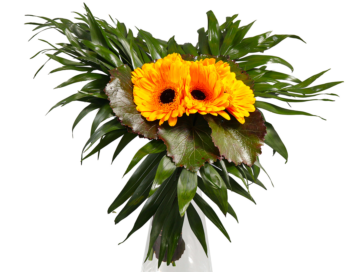 Chico Jumbo design with yellow Gerbera