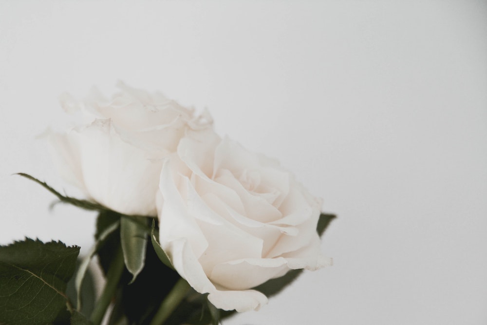 The Meaning of White Roses History and Symbols