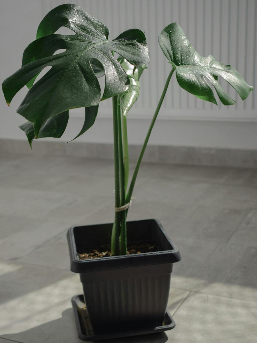 Indoor dorm plant for your home