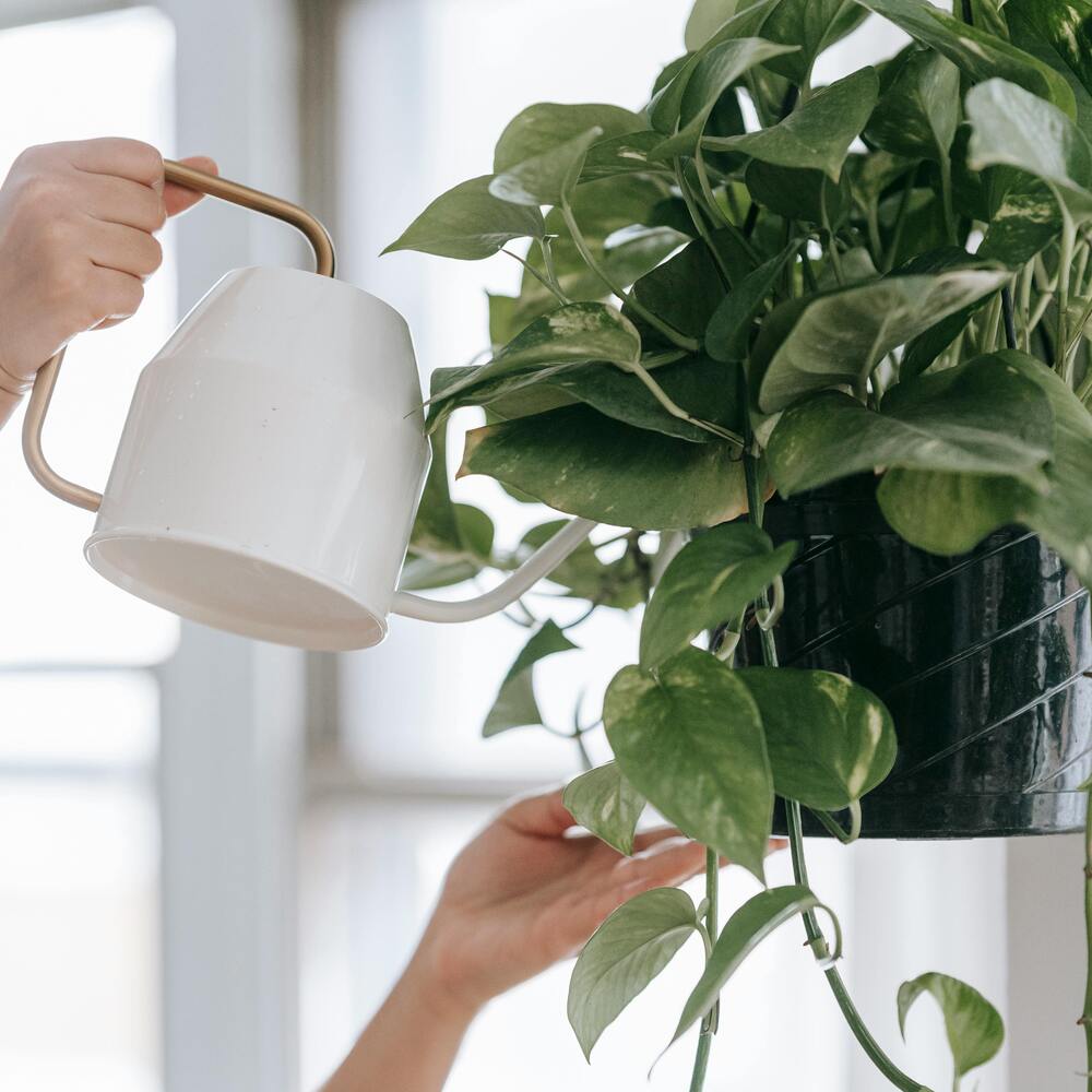 pothos indoor plant 