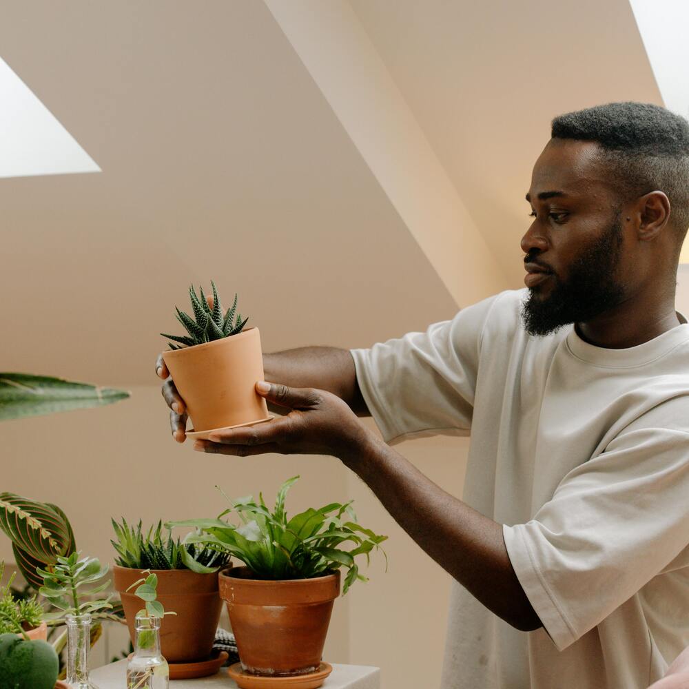 men holding Succulent plant 