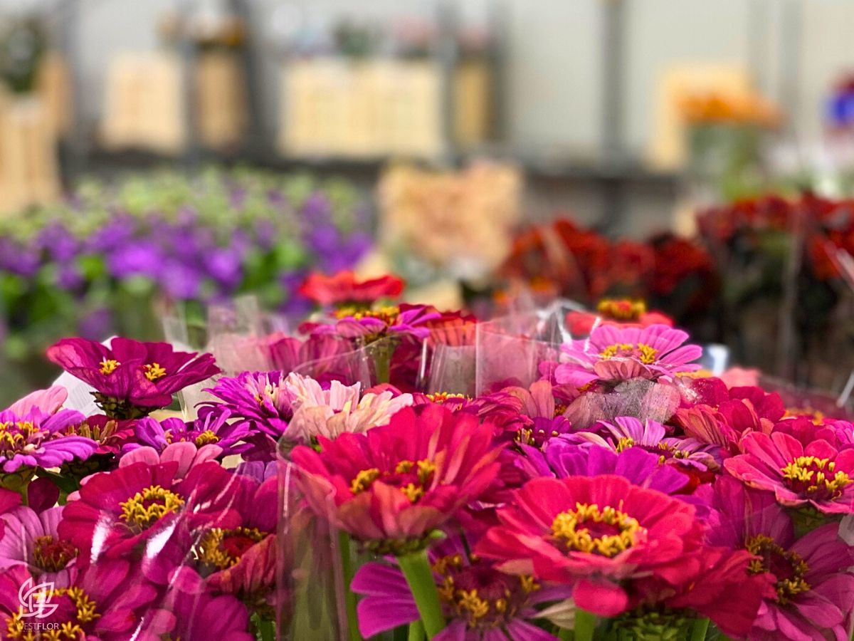 Westflor Wins BFA Local Flower Wholesaler of the Year for 2024