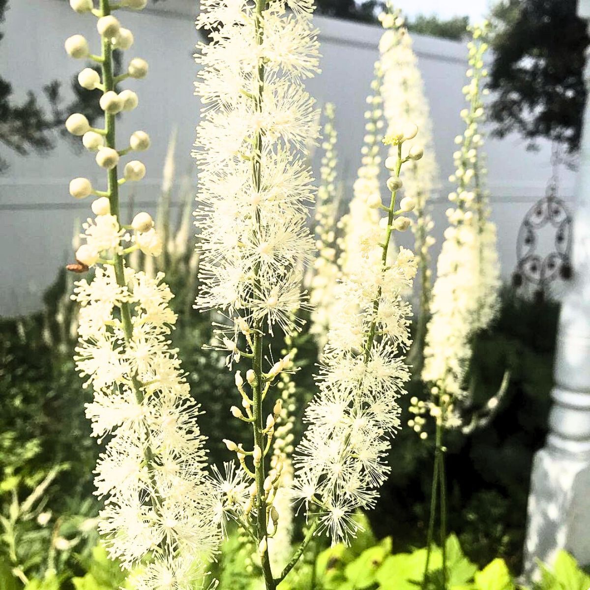 White creamy Fairy Candle flowering plant