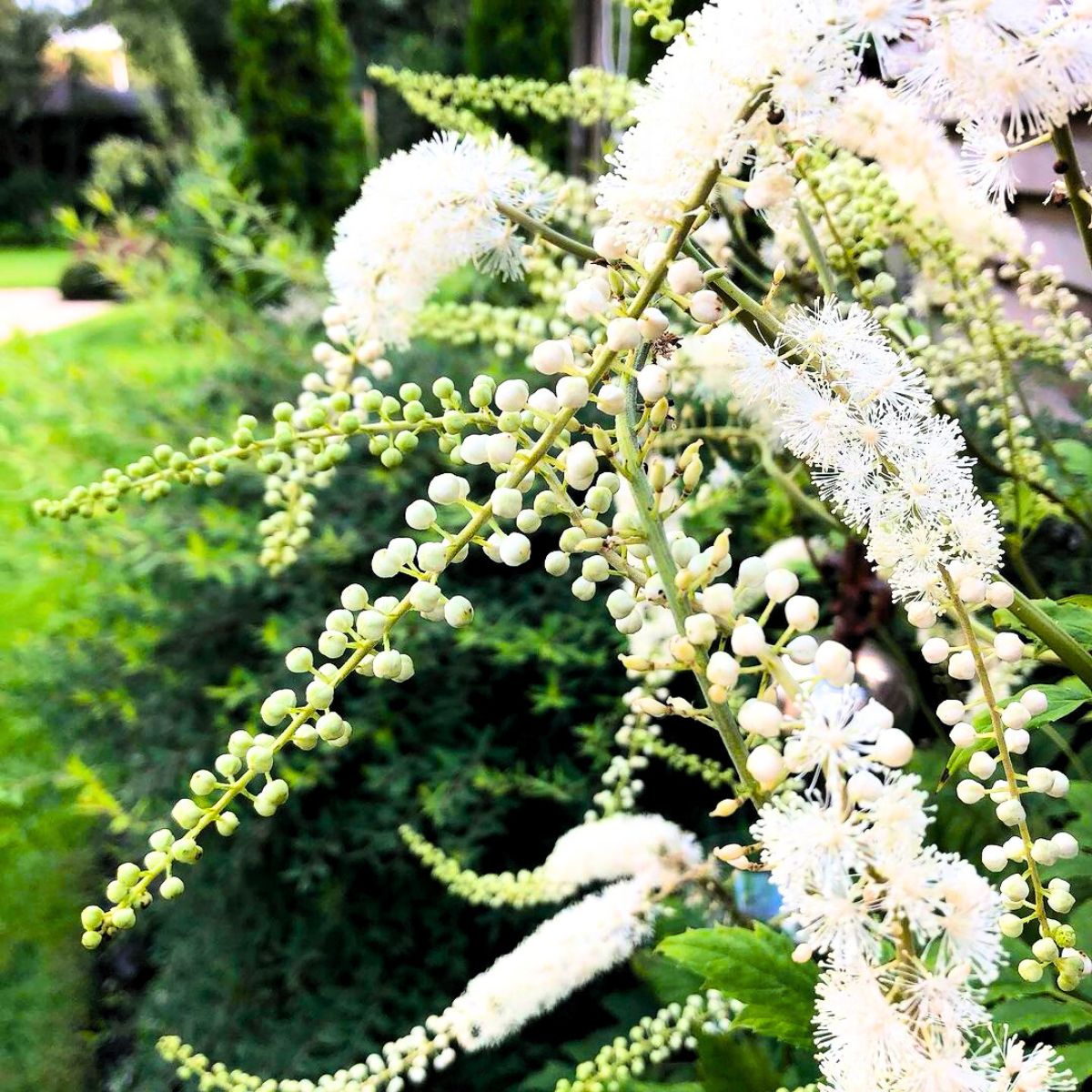 Contrast of Fairy Candles in a green garden