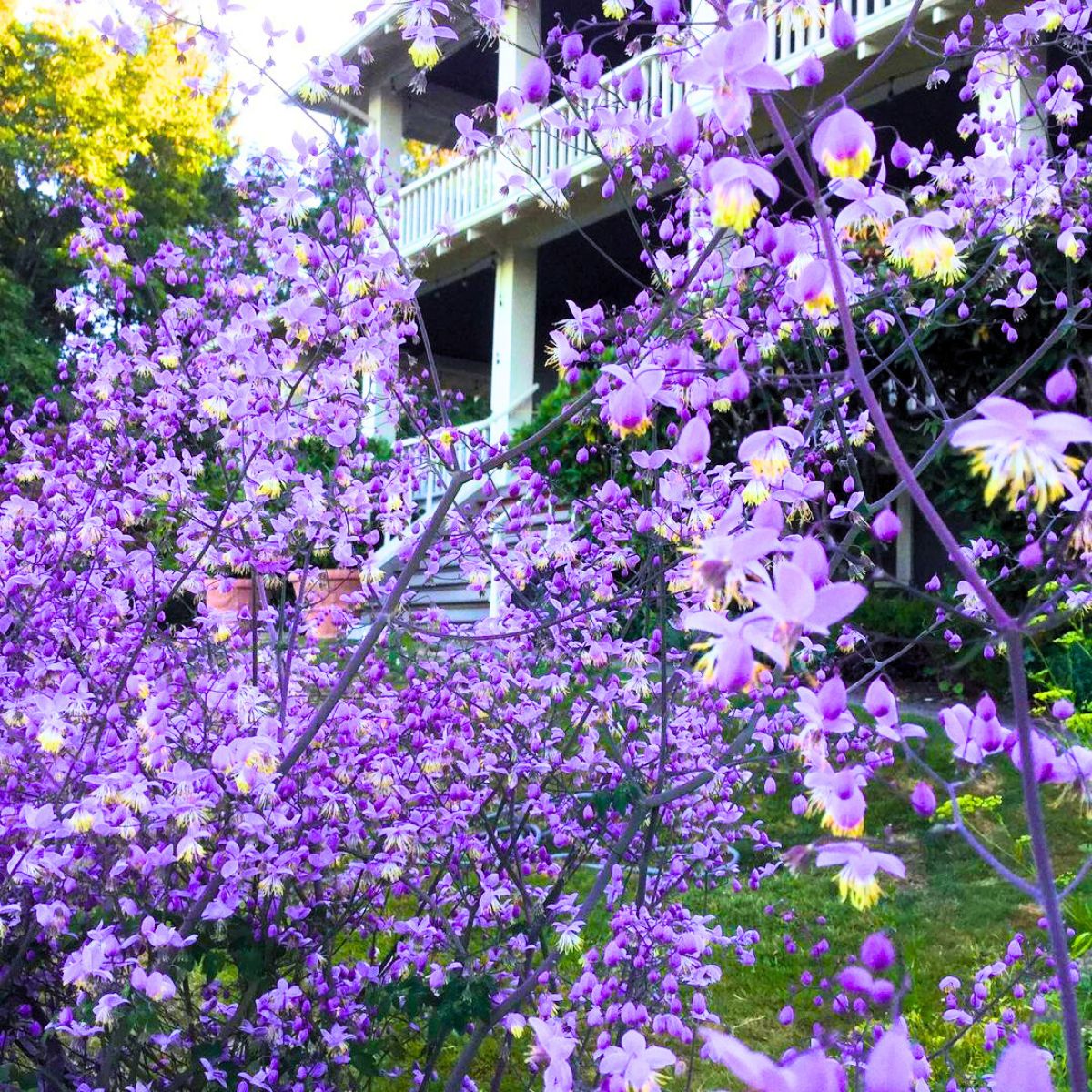 Meadow Rue Lavender Mist in a garden