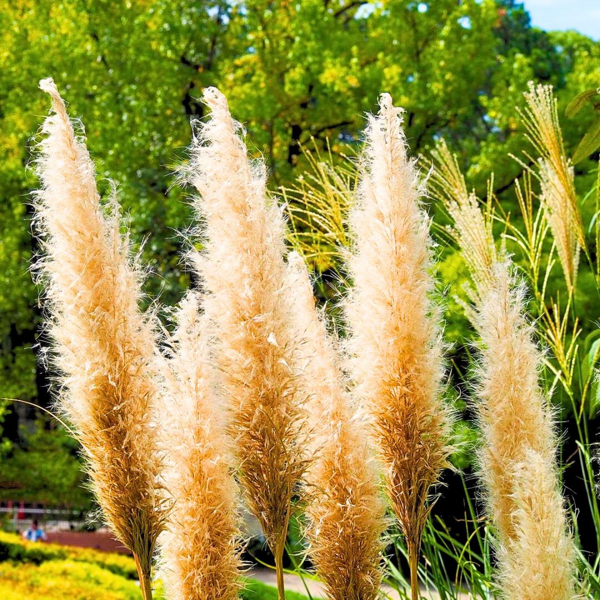 Pampas grass in a garden