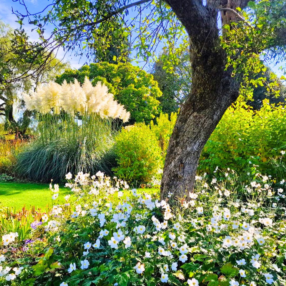 Tall pampas grass in a green garden