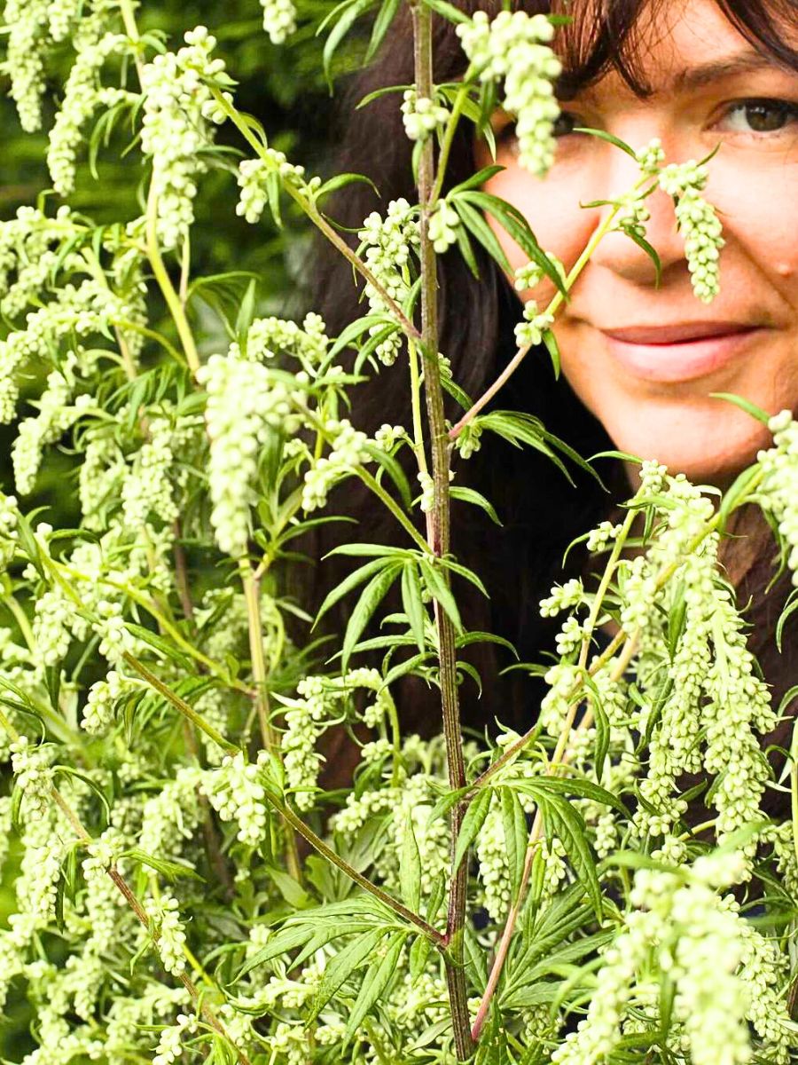 Woman in between White Mugwort Guizhou flowers