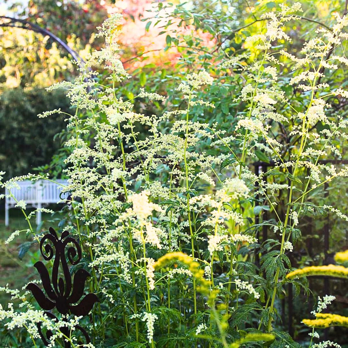 Tall Artemisia Lactiflora in a garden