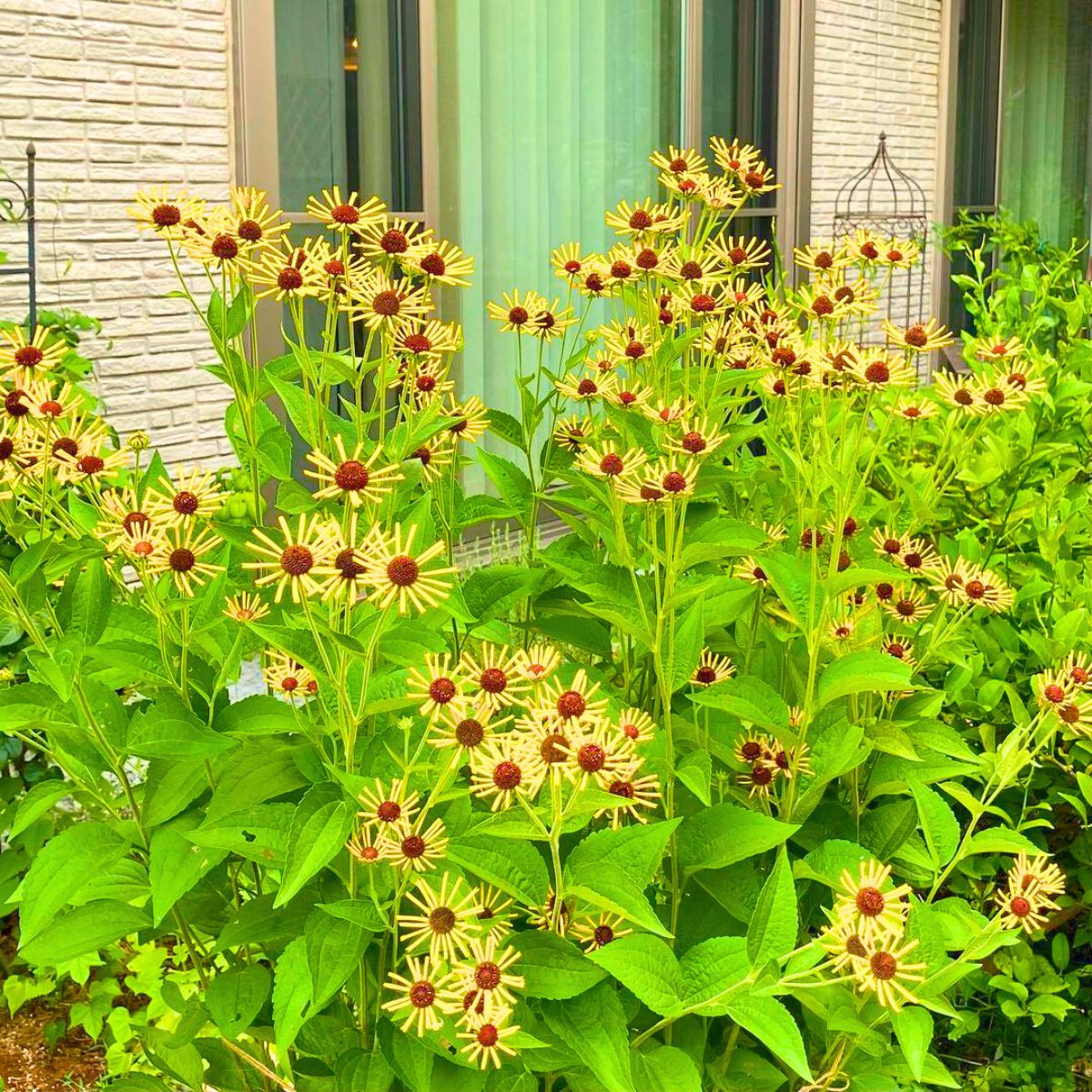 Rudbeckia Subtomentosa shining bright and yellow