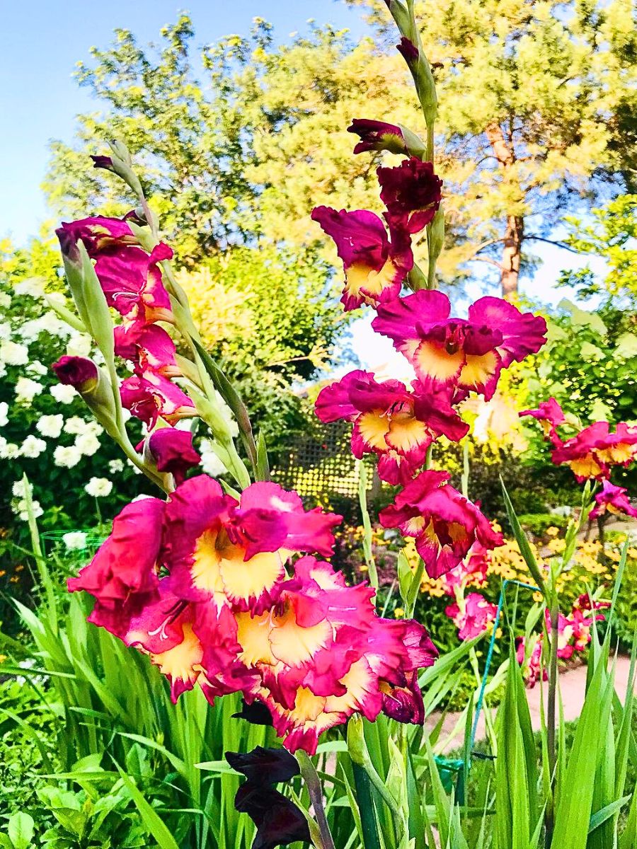 Hot pink gladiolus for outdoor gardens