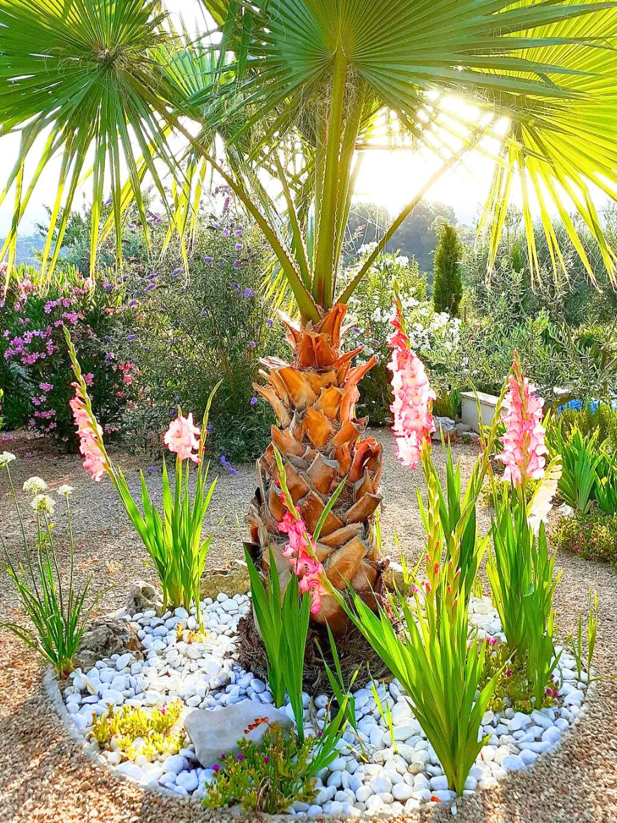 Gladiolus flowers planted in an outdoor garden