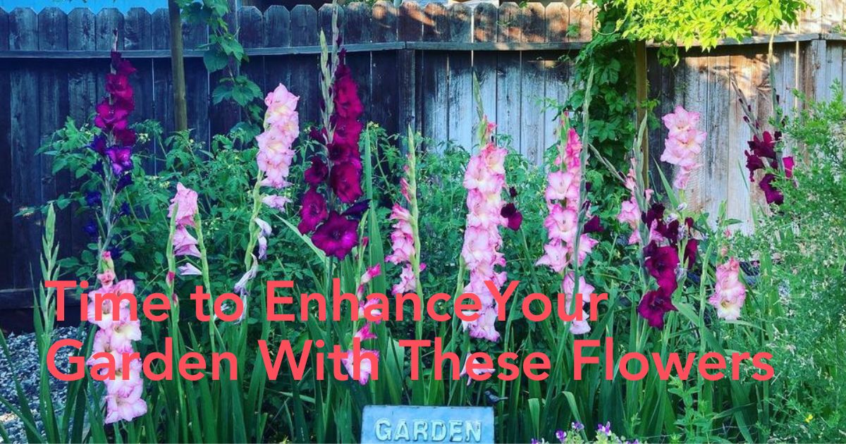 Gladiolus in a garden