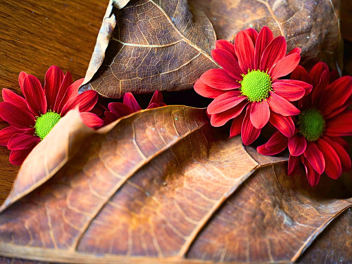 Chrysanthemum Bontempi with fall leaves