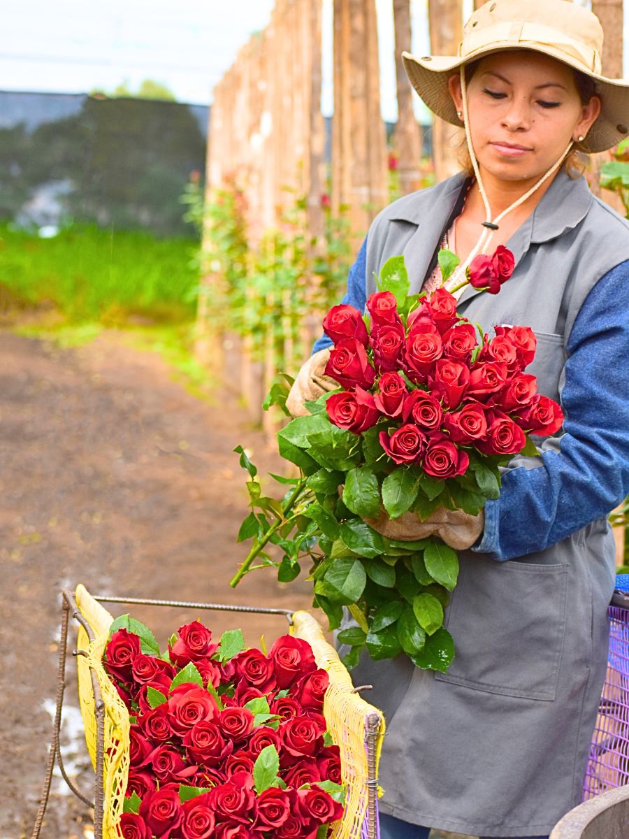 Red roses by Sunrite Farms