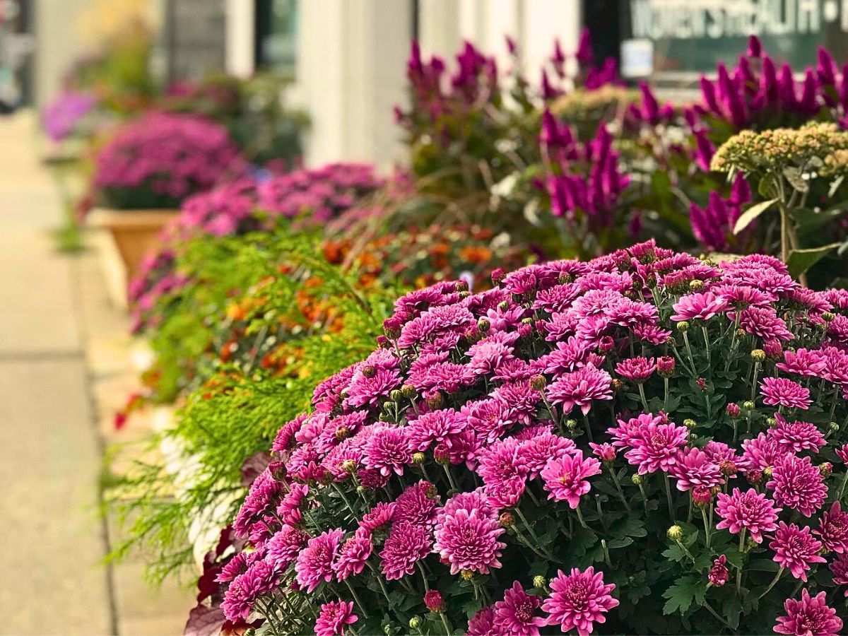 Common Fragrant Flowers That Keep Bugs Away Naturally