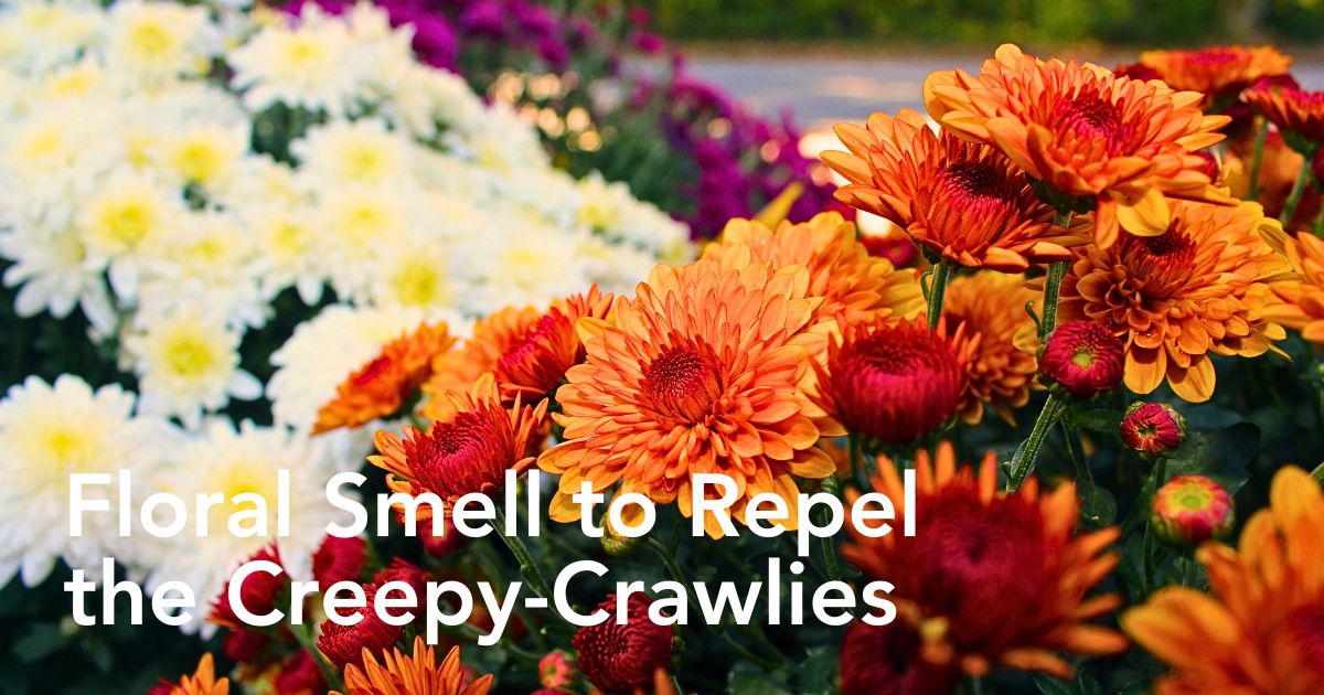 Common Fragrant Flowers ​and Plants That Keep Bugs Away Naturally