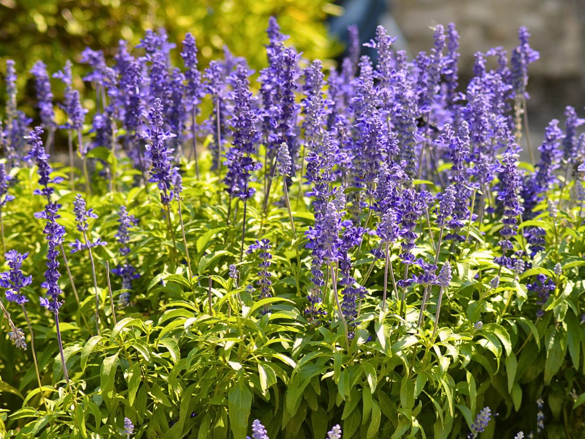 Common Fragrant Flowers ​and Plants That Keep Bugs Away Naturally