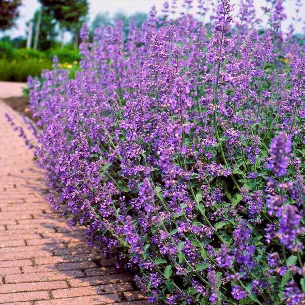 Common Fragrant Flowers ​and Plants That Keep Bugs Away Naturally